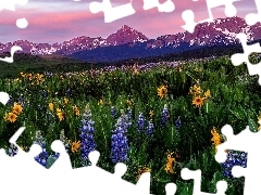 Góry, San Juan Mountains, Łubin, Mount Sneffels, Kwiaty, Kolorado, Stany Zjednoczone, Łąka