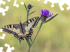 Motyl, Kwiat, Chaber łąkowy, Paź królowej