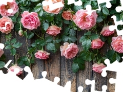 Różowe, Róże, Deski, Rozwinięte