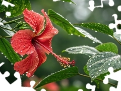 Krople, Czerwony, Liście, Kwiat, Hibiskus, Mokre, Grafika