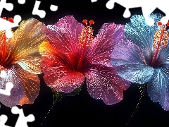Kwiaty, Kolorowe, Hibiskusy, Trzy