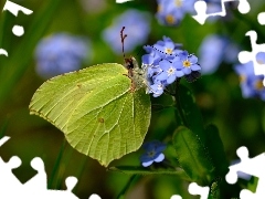 Motyl, Niebieskie, Niezapominajki, Latolistek cytrynek
