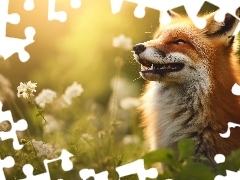 Rudy, Łąka, Kwiaty, Lis