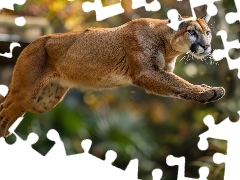 Puma, Grafika, AI, Skok