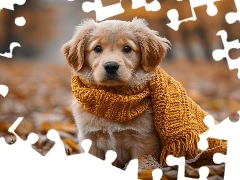 Szalik, Szczeniak, Liście, Golden retriever, Pies, Wełnian