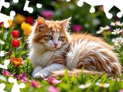 Leżący, Kot, Kwiaty, AI, Trawa, Rudo-biały