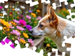 Kolorowe, Ogrodzenie, Pies, Kwiaty, Biało-beżowy