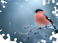 Gałązka, Grafika AI, Gil, Oszroniona, Ptak