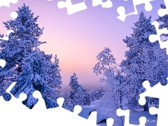 Krzewy, Zima, Ośnieżone, Zaspy, Gałęzie, Drzewa