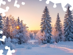 Las, Zachód Słońca, Drzewa, Ośnieżone, Zima