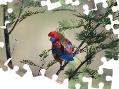 Gałęzie, Papuga, Rozella królewska