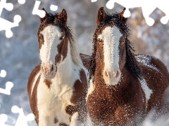 Zima, Grafika AI, Konie, American Paint Horse, Dwa