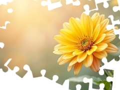 Żółty, Rozkwitnięty, Kwiat