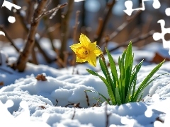 Listki, Śnieg, Narcyz żonkil, Zielone, Żółty