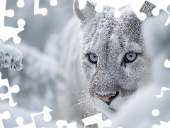 Puma, Śnieg, Grafika AI, Głowa