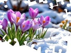 Śnieg, Grafika AI, Fioletowe, Krokusy, Kwiaty