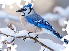 Ośnieżona, Gałązka, Ptak, Modrosójka, Zima