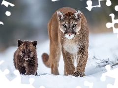 Śnieg, Grafika AI, Niedźwiadek, Zima, Puma