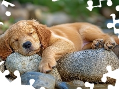 Kamienie, Szczeniak, Śpiący