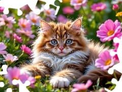 Kot, Kwiaty, Różowe, Puszysty