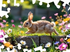 Królik, Kwiaty, Murek, Kolorowe