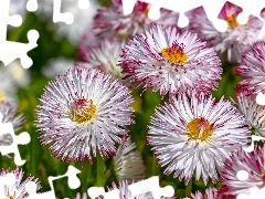 Biało-różowe, Stokrotki