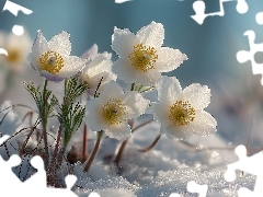 Białe, Śnieg, Grafika AI, Sasanki