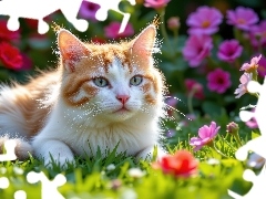 Kwiaty, Biało-rudy, Kot