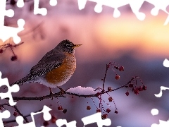 Owoce, Grafika AI, Gałązka, Suche, Ptak