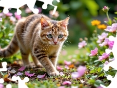 Kot, Trawa, Kwiaty, Ogród