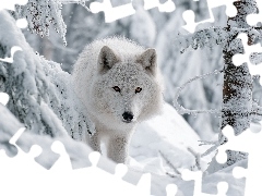 Zima, Grafika AI, Wilk, Las, Biały