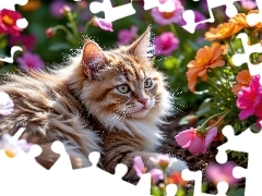 Kolorowe, Kwiaty, Kot, Puszysty, Leżący