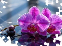 Tło, Marmurowe, Storczyki, Fioletowe, Kwiaty