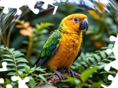 Kula, Grafika AI, Liście, Szklana, Papuga