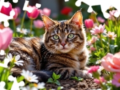 Kot, Bury, Kwiaty, Leżący