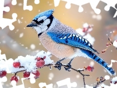 Ośnieżone, Ptak, Czerwone, Owoce, Gałązki, Modrosójka