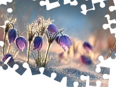 Śnieg, Grafika AI, Sasanki, Kwiaty, Fioletowe