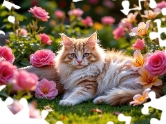 Puszysty, Kot, Lilie, Trawa, Róże, Rudo-biały, Leżący, Kwiaty