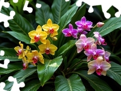 Jasnofioletowe, Kwiaty, Liście, Grafika AI, Storczyki, Żółte