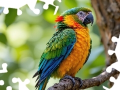 Gałązka, AI, Papuga, Drzewo, Kolorowa