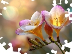 Grafika AI, Frezje, Kwiaty