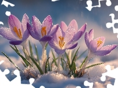 Fioletowe, Grafika AI, Śnieg, Krokusy