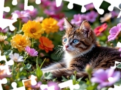 Brązowo-biały, Kwiaty, Kolorowe, Kot