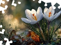 Dwa, Krokusy, Grafika AI, Białe