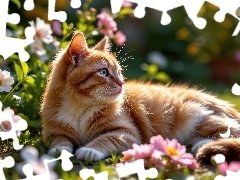 Kwiaty, Spojrzenie, Rudy, Leżący, Kot