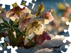 Żółte, Kwiaty, Grafika AI, Ciemierniki