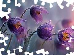 Grafika AI, Fioletowe, Sasanki