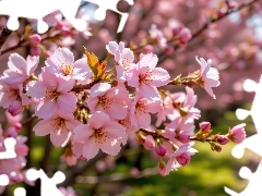 Gałązki, Kwiaty, Drzewo owocowe, Różowe