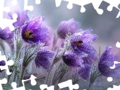 Fioletowe, Kwiaty, Grafika AI, Sasanki