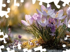 Krokusy, Kępka, Grafika AI, Kwiaty